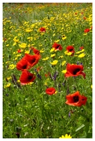 Foto di fiori, Francos